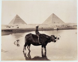 Un niño y un buey en un cuerpo de agua al pie de las pirámides de Kefrén y Keops en Giza - fotografía de los hermanos Zangali, finales del siglo XIX de Brothers Zangaki