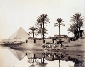 Camellos bebiendo al pie de las pirámides de Egipto - fotografía de los Hermanos Zangali, finales del siglo XIX de Brothers Zangaki