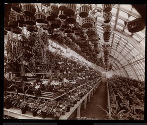 Orquídeas en un invernadero en la finca de Helen Gould (antigua residencia de Jay Gould) en Tarrytown, Nueva York, 1894 de Byron Company