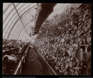 Orquídeas en un invernadero en la finca de Helen Gould (residencia tardía de Jay Gould) en Tarrytown, Nueva York, 1894