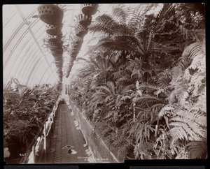 Plantas en un invernadero en la finca de Helen Gould (antigua residencia de Jay Gould) en Tarrytown, Nueva York, 1894 de Byron Company