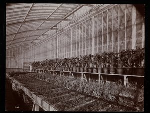 Plantas en un invernadero en la finca de Helen Gould (residencia tardía de Jay Gould) en Tarrytown, Nueva York, 1894