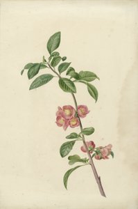 Rama floreciente de cerezo japonés