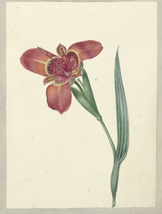 Flor llamada Ferraria Tigrina
