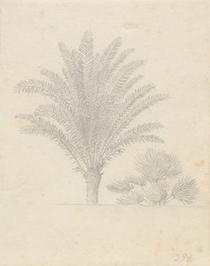 Palmera y grupo de hojas de Christoffer Wilhelm Eckersberg
