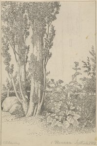 Álamos y plantas silvestres en Hannau