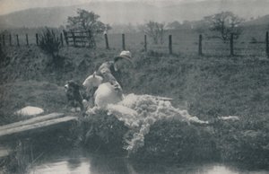 Esquila de ovejas, 1910 de C. Reid