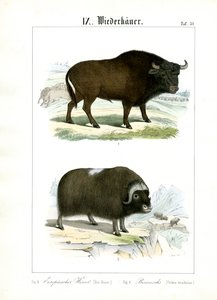  de C. Roth