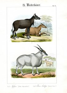  de C. Roth