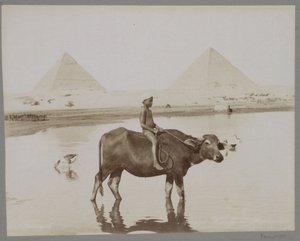 Muchacho en un búfalo con dos pirámides en el fondo en Egipto Beufe et Pyramides (título sobre el objeto)
