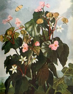 Begonia de hojas oblicuas