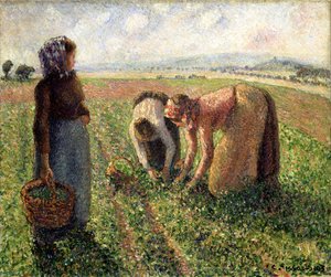 Cosecha de guisantes, Eragny