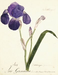 Iris alemán; Iris Germanica de Capitaine Pelletier