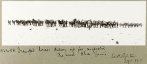 Caballos de transporte de N.Z.M.F.A. alineados para inspección en la playa, Khan Yunis, septiembre de 1917 de Capt. Arthur Rhodes