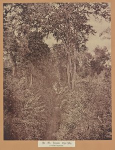 No. 120. Rangún. Callejón del Tigre de Capt. Linnaeus Tripe