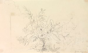 Bosquejo de plantas y un hito de la naturaleza, 3 de junio de 1826