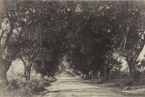 Avenue of the Banian Trees, Seringham, India de Captain Linnaeus Tripe