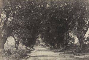 Avenida de los Árboles Banianos, Seringham, India de Captain Linnaeus Tripe