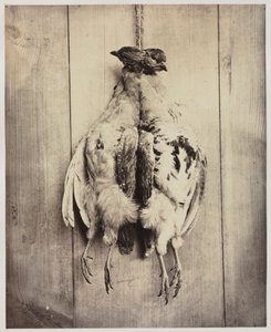 Perdices recto, c. 1861 de Captain N. Baily