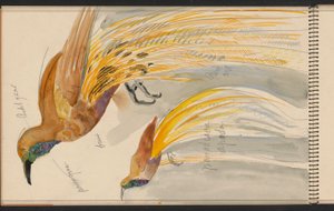 Großer Paradiesvogel de Carel Adolph Lion Cachet