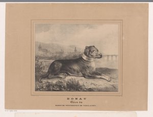 perro danubio Danubio. Chien du Baron de Westreenen de Tiellandt (título sobre el objeto) de Carel Christiaan Antony Last