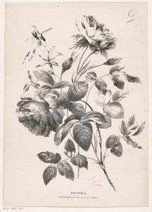 dos rosas Pictura (título de la serie sobre el objeto)