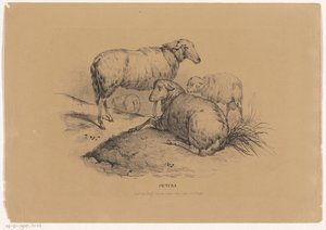 cuatro ovejas Pictura (título de la serie sobre el objeto) de Carel Christiaan Antony Last