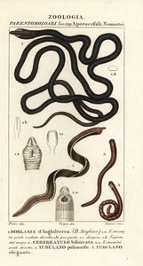 Gusano de la bota, Lineus longissimus 1, Borlasia angliae 1, gusano de la trompa, Cerebratulus bilineatus 2, Cerebratulus bilineatus 2, gusano de la cinta, Tubulanus polimorphus 3, Tubulanus elegans 4 de Carini Carini