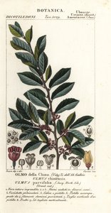 Olmo chino o olmo de corteza, Ulmus parvifolia, Ulmus chinensis, Olmo della China de Carini Carini