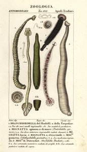Sanguijuelas y sanguijuelas de agua dulce: Branchiobdellida 1, Pontobdella spinosa 2, Whitmania laevis 3, Hirudo vittata 4, Piscicola geometra 5, Ichthyobdella geometra 5, Geobdella trochetii 6 de Carini Carini