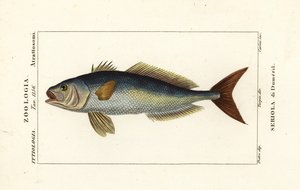 Seriola dumerili, Seriola di Dumeril de Carini Carini