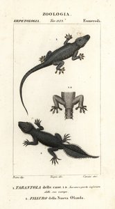 Gecko doméstico, Hemidactylus frenatus 1, y gecko de cola ancha, Phyllurus platurus 2