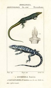 Corredor de la selva, Ameiva ameiva,, Lucertola ameiva 1 y tegu dorado, Tupinambis teguixin, Salvaguardia dAmerica 2 de Carini Carini