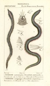 Leodice antennata, Nereidonta antennata 1, y Eunice sanguinea, Nereidonta sanguinea 2 de Carini Carini