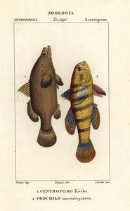 Perca del Nilo, Lates niloticus, y pez dormilón o gobio, Ophiocara macrolepidota de Carini Carini