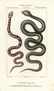 Cobra de cuello anillado, Hemachatus haemachatus 1, y lanceta de Martinica, Bothrops lanceolatus 2 de Carini Carini