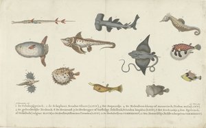 Doce especies de peces diferentes de Carl Cristiaan Fuchs