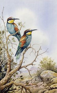 Abejarucos de Carl Donner