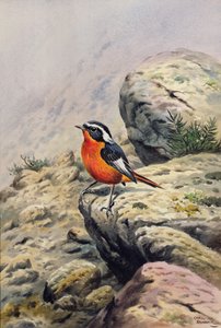 Colirrojo de Moussier