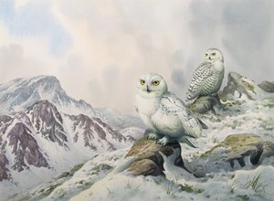 Pareja de búhos nivales en las montañas nevadas, Australia de Carl Donner