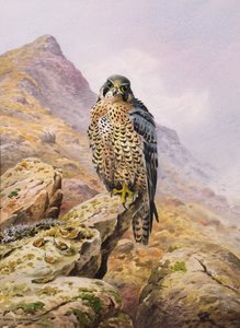 Halcón peregrino