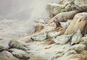 Perdiz nival en paisaje nevado de Carl Donner