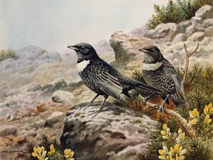 Mirlos capiblancos
