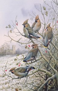 Ampelis europeos de Carl Donner
