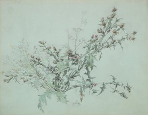 Estudio de un cardo en flor, 1846 de Carl Georg Anton Graeb