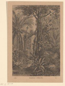 Bosgezicht
Alcaudón común en Sudamérica (título en el objeto) de Carl Gottlob Specht