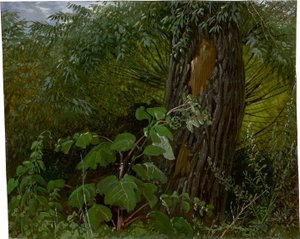 Tronco de sauce con maleza de Carl Gustav Carus