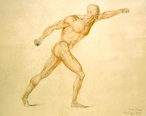 Musculatura anatómica de un hombre en estiramiento completo