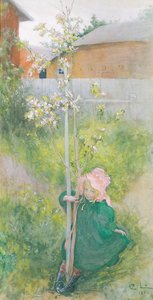Flor de Manzano, 1894