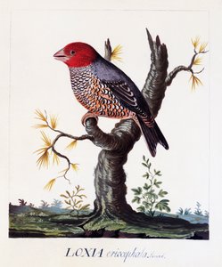 Loxia erythrocephala (Amadina erythrocephala), Pinzón cabecirrojo, acuarela de Carl Linnaeus